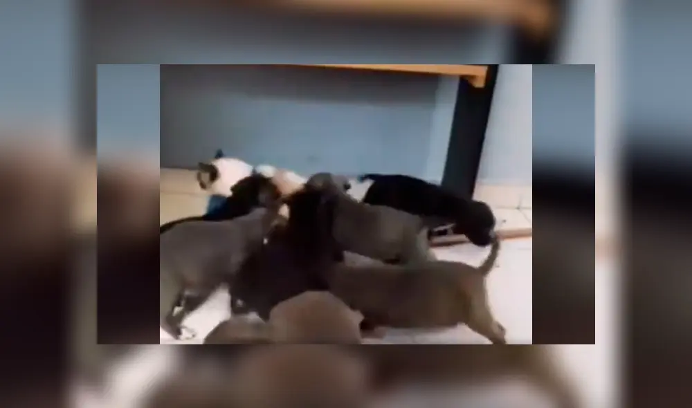 Desliza las imágenes para conocer el terrible comportamiento de unos pequeños perros al atacar a un gato. Foto: Clarín.