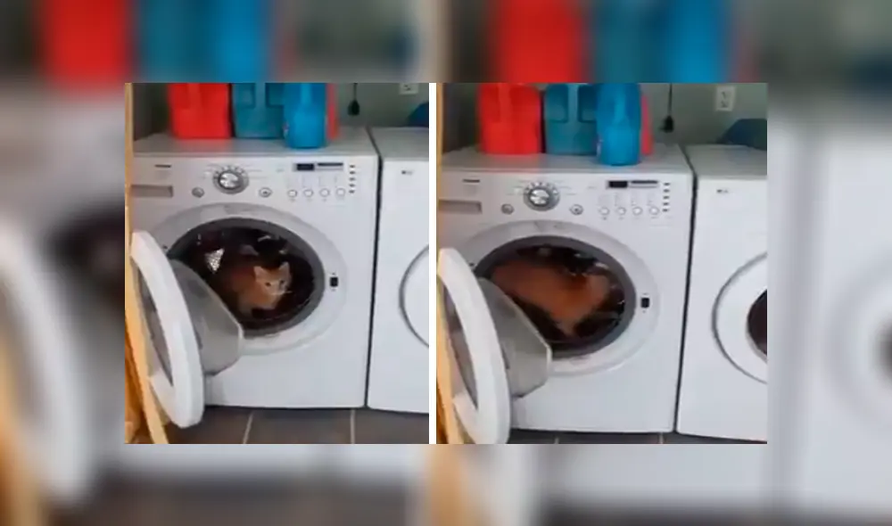 En Facebook, un travieso gato ingresó a una enorme lavadora para jugar y fue descubierto por su dueño.