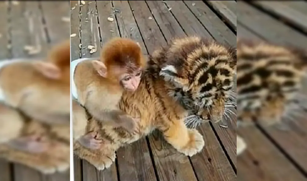 Desliza hacia la izquierda para ver las imágenes del monito y el tigre que se han convertido en los mejores amigos de un zoológico chino. Foto: captura de YouTube
