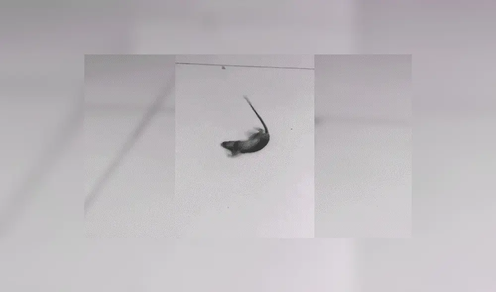 Facebook viral: ratón se hace el muerto para no ser 'asesinado' por el dueño de la casa [VIDEO]
