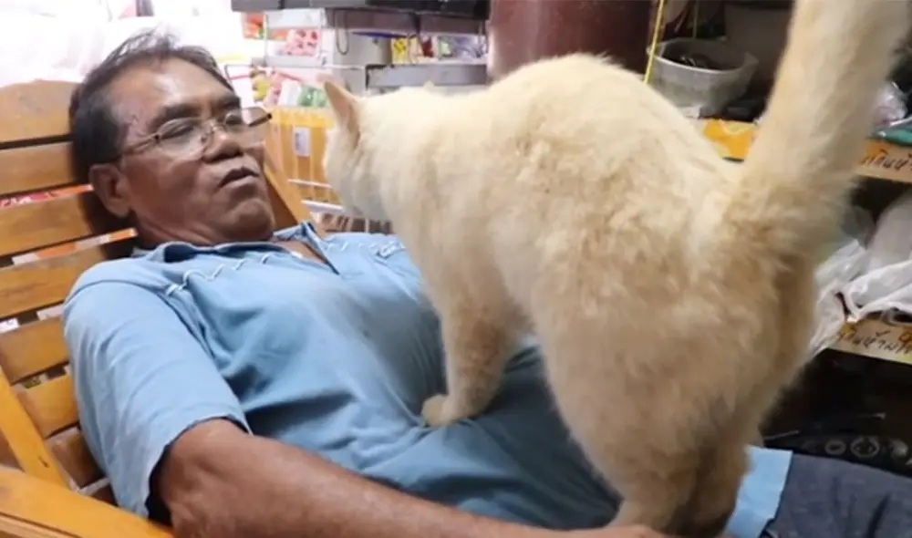 Desliza las imágenes para ver más sobre este tierno felino que da masajes a su dueño cuando llega de trabajar. Foto: captura de YouTube