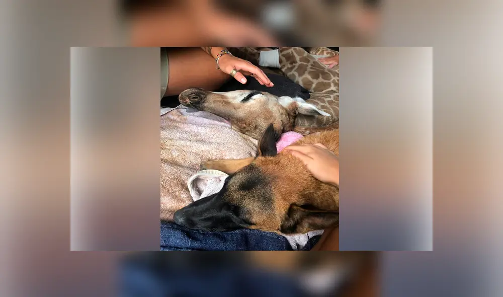 Desliza para ver las imágenes más tiernas de la fallecida jirafa Jazz. Desliza para ver las imágenes más tiernas de la fallecida jirafa Jazz.