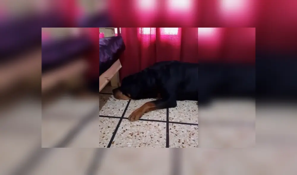 Desliza hacia la izquierda para ver más detalles del singular comportamiento de este can. (Foto: captura / TikTok)