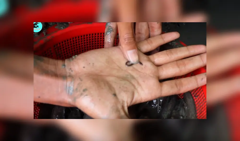 Un joven compartió en YouTube el hallazgo que hizo dentro de un extraño hoyo de barro, donde descubrió misteriosos peces con un aspecto aterrador Un joven compartió en YouTube el hallazgo que hizo dentro de un extraño hoyo de barro, donde descubrió misteriosos peces con un aspecto aterrador