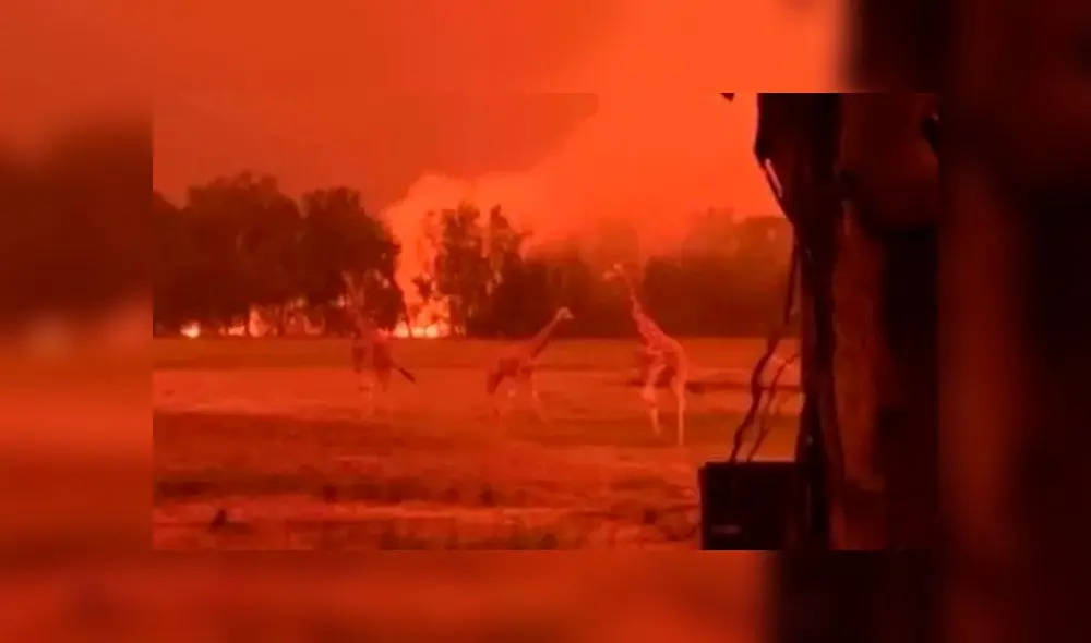 Un grupo de jirafas trata de escapar del incendio. Un grupo de jirafas trata de escapar del incendio.