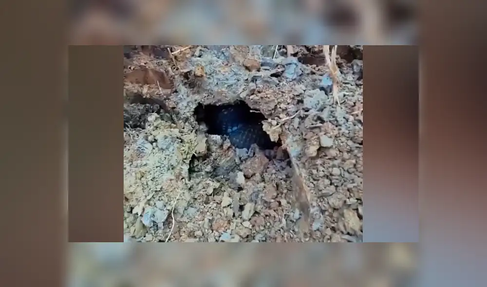 Desliza hacia la izquierda para ver las enormes serpientes dentro de un hoyo. Desliza hacia la izquierda para ver las enormes serpientes dentro de un hoyo.