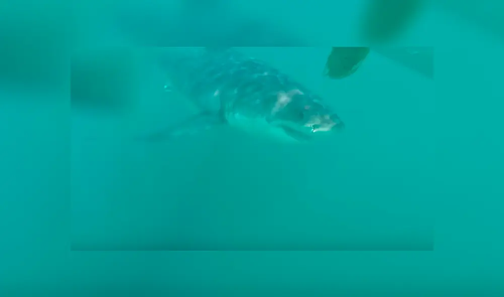 Desliza hacia la izquierda para ver el encuentro de los turistas con  enormes tiburones blancos. Video es viral en Facebook.