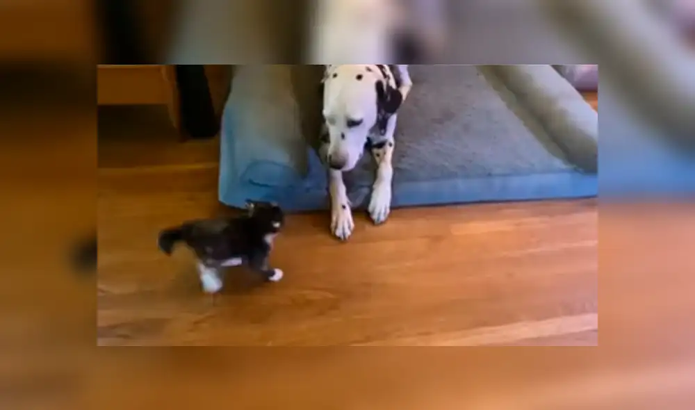 Desliza las imágenes para ver la singular escena que protagonizaron estos curiosos animales domésticos. Fotocaptura: Rumble Viral/YT Desliza las imágenes para ver la singular escena que protagonizaron estos curiosos animales domésticos. Fotocaptura: Rumble Viral/YT