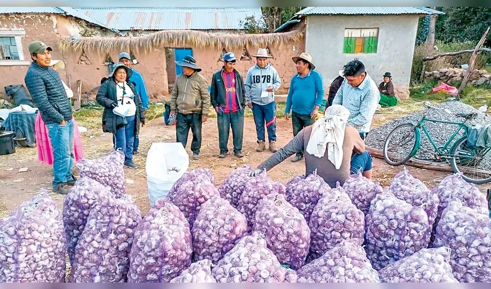 logro. En 2020 productores de Acora iniciaron la siembra de ajo de altura. Producto se vendió y en 2021 duplicaron siembra.