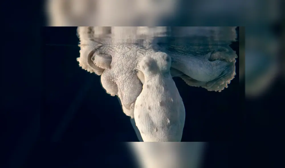 La curiosa y probable razón detrás de esta insólita ha dejado a más de uno con la boca abierta. La curiosa y probable razón detrás de esta insólita ha dejado a más de uno con la boca abierta.