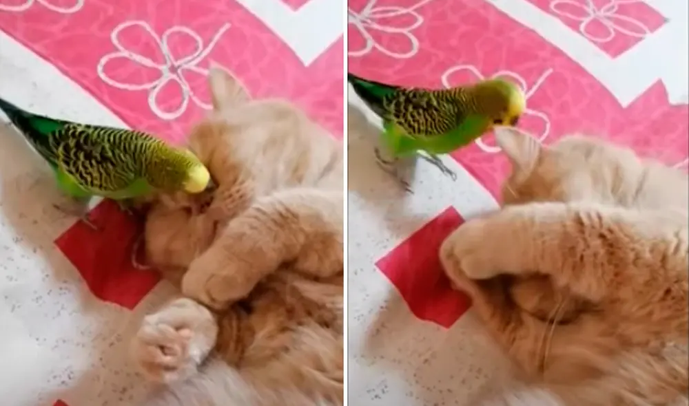 El video ha sido compartido en la página Rumble Viral. Foto: captura de Facebook