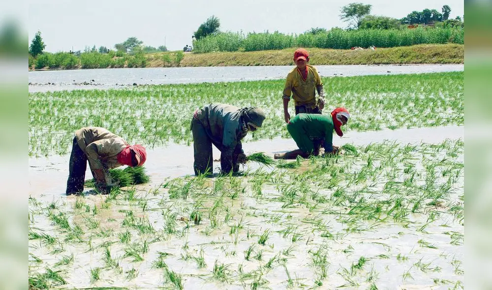 Minagri entregará bonos de S/ 1.000 a 500 agricultores desde este jueves 
