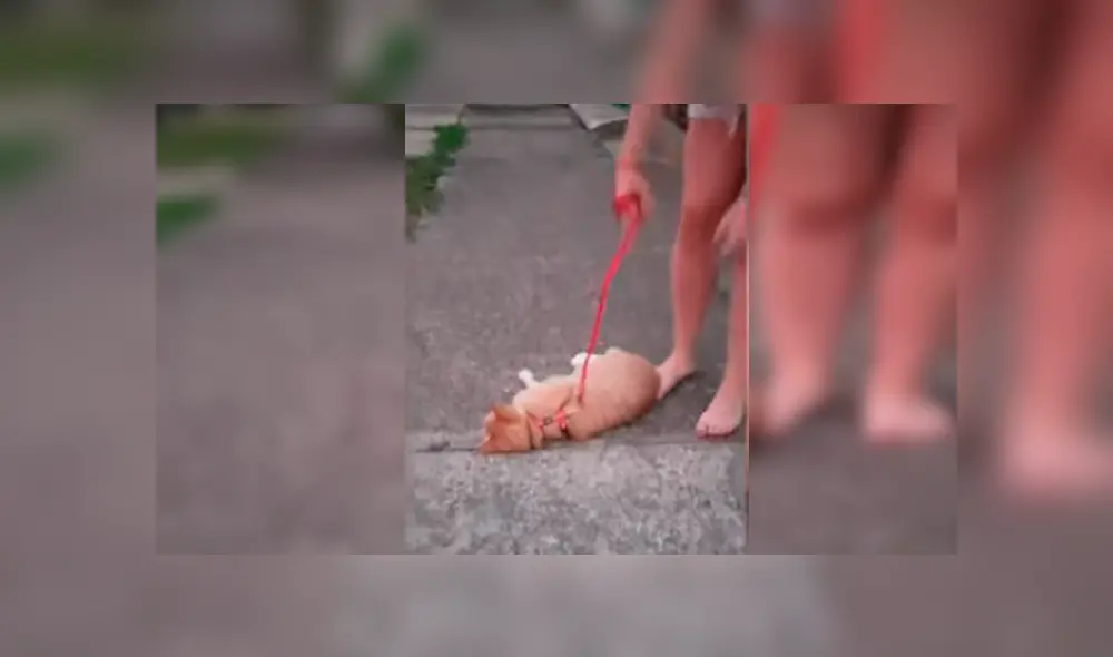 Vía YouTube. Joven sacó a su felino para dar una caminata atado a una correa, sin imaginar la insólita conducta que tendría este al negarse a caminar Vía YouTube. Joven sacó a su felino para dar una caminata atado a una correa, sin imaginar la insólita conducta que tendría este al negarse a caminar