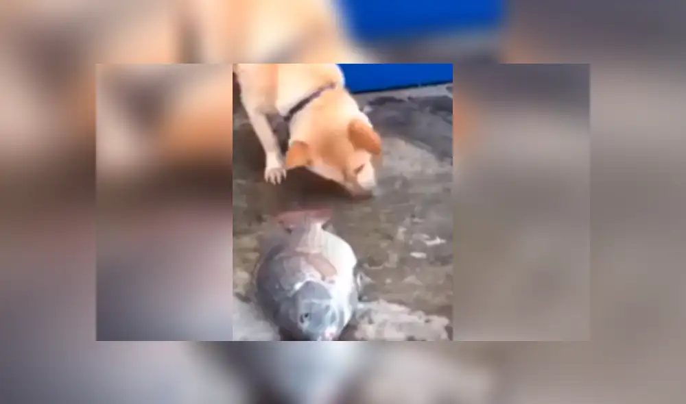 Desliza las imágenes para observa el emotivo gesto de un perro para ayudar a un indefenso pez moribundo. Foto: Captura.