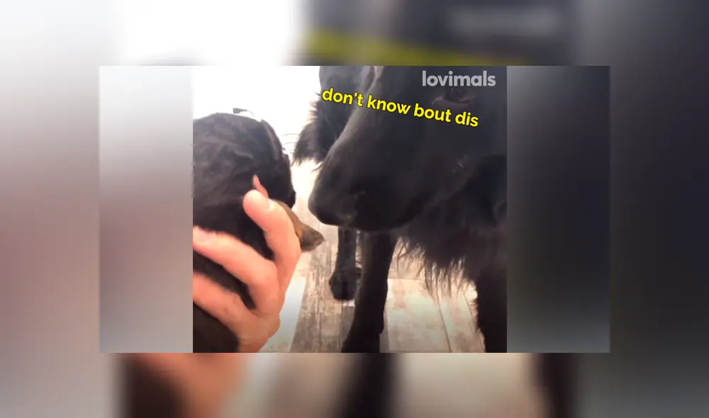 Desliza las imágenes para ver la emotiva escena que protagonizó un perro al conocer a su cría recién nacida. Fotocapturas: VT/Facebook Desliza las imágenes para ver la emotiva escena que protagonizó un perro al conocer a su cría recién nacida. Fotocapturas: VT/Facebook