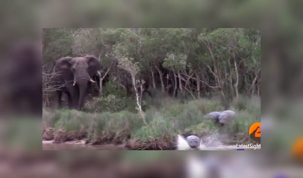 Desliza la imagen de Facebook hacia la izquierda para ver el aterrador momento en que un elefante atacó a tres hipopótamos bebés que invadieron su territorio en la sabana africana. Desliza la imagen de Facebook hacia la izquierda para ver el aterrador momento en que un elefante atacó a tres hipopótamos bebés que invadieron su territorio en la sabana africana.