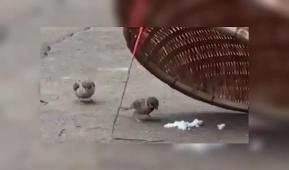 El pajarito se acercó para recoger la comida con su pico y darle de comer a la hembra. Foto: captura