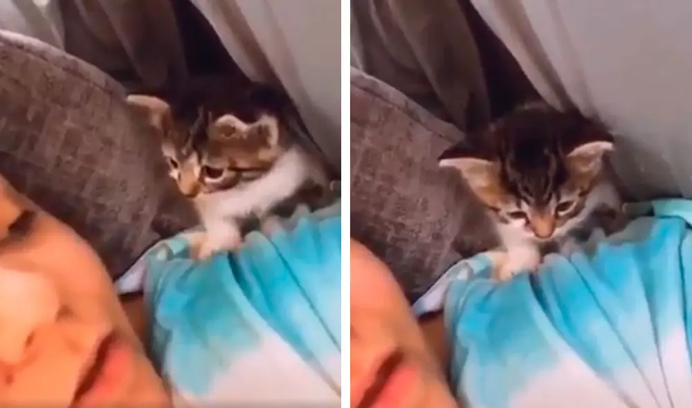 Desliza las imágenes hacia la izquierda para apreciar la tierna escena que protagonizó un gato bebé junto a su dueña. Fotocaptura: Facebook.