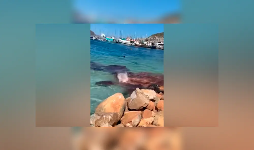 Desliza hacia la izquierda para ver la brutal pelea de los animales marinos. Imágenes virales de Facebook. Desliza hacia la izquierda para ver la brutal pelea de los animales marinos. Imágenes virales de Facebook.