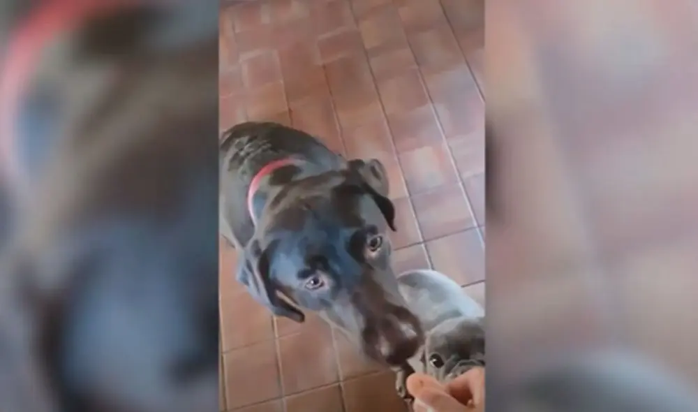 Desliza las imágenes para ver la curiosa acción de un perro para ayudar al nuevo integrante que su dueño rescató de la calle. Foto: Caters Clips Desliza las imágenes para ver la curiosa acción de un perro para ayudar al nuevo integrante que su dueño rescató de la calle. Foto: Caters Clips