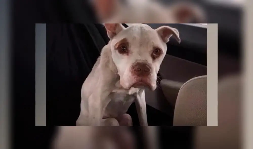 El can maltratado fue rescatado, cuidado y hoy luce distinto en las redes sociales. Foto: Go Dogs Go Rescue Inc