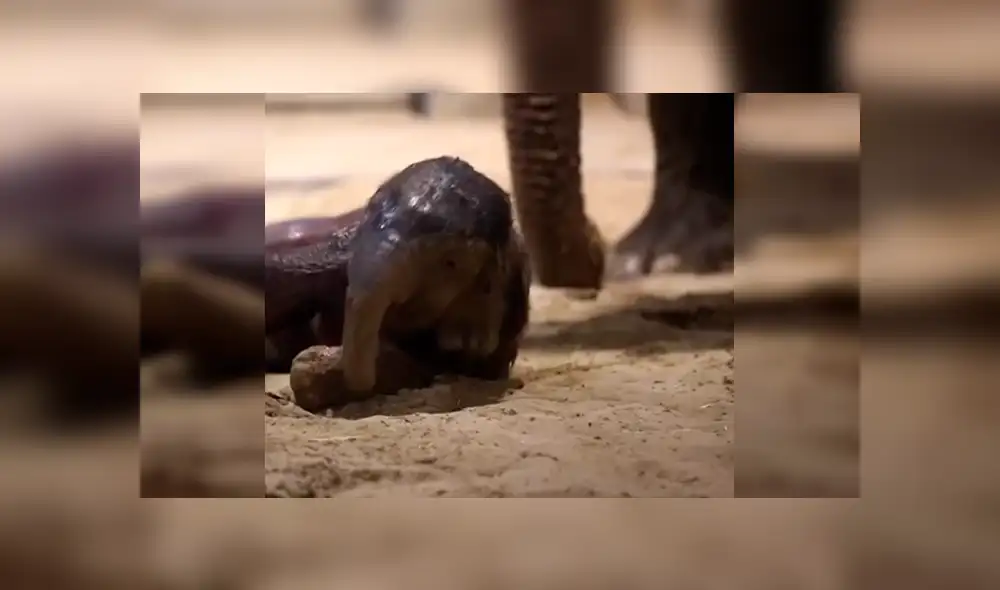 YouTube viral: elefante bebé aprende a dar sus primeros pasos con ayuda de su madre [VIDEO]