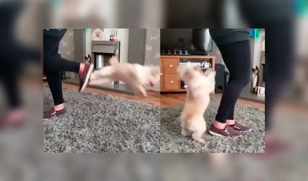 Desliza las imágenes para ver la curiosa escena que protagonizó un perro bebé con su dueña en pleno reto de baile. Foto: thetrickstarsuk Desliza las imágenes para ver la curiosa escena que protagonizó un perro bebé con su dueña en pleno reto de baile. Foto: thetrickstarsuk
