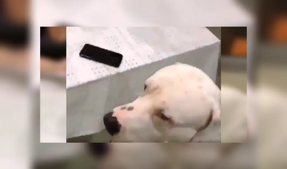 Dueño del can lo dejó al cuidado de su celular, sin imaginar la curiosa conducta del animal cuando su novia intentó agarrar el móvil
