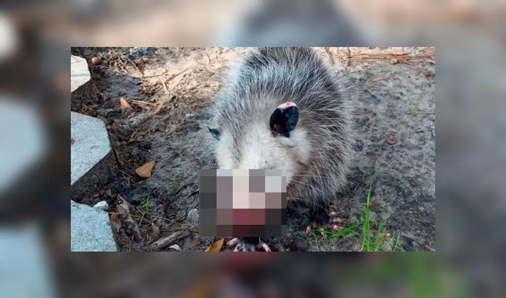 Zarigueya bebé queda ciega tras ser brutalmente golpeada con palos de golf Zarigueya bebé queda ciega tras ser brutalmente golpeada con palos de golf