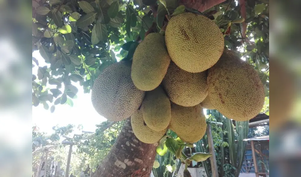 Satipo: Fruta “jackfruit” alimento para vegetarianos porque reemplaza a la carne Satipo: Fruta “jackfruit” alimento para vegetarianos porque reemplaza a la carne
