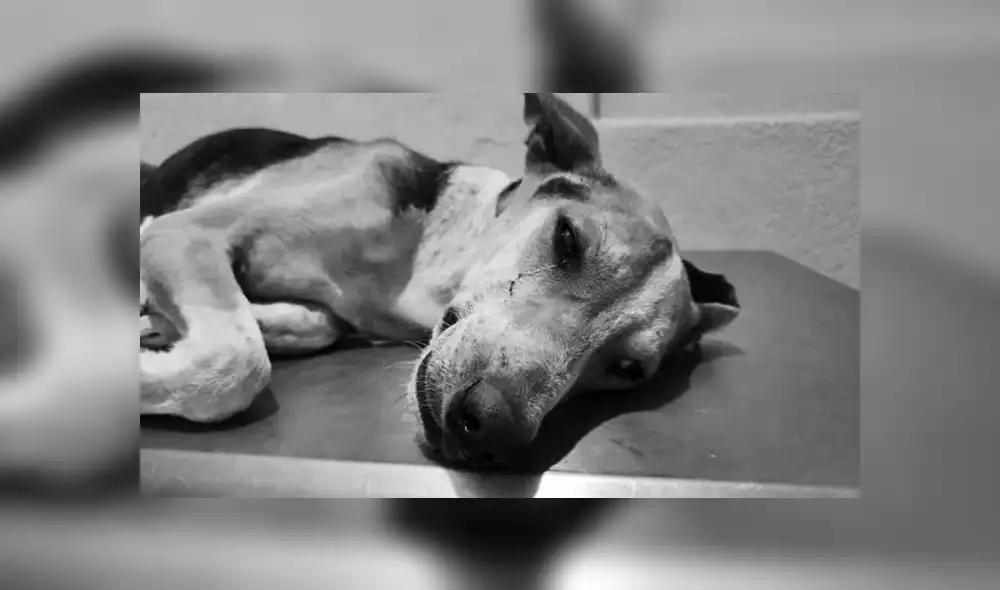 #JusticiaParaChuchito es el hashtag que denuncia el maltrato y abuso cometido al animal. Foto: Difusión.