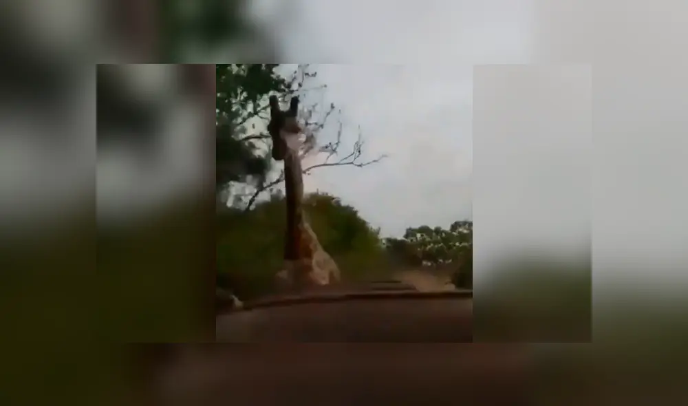 Desliza la imagen de Facebook para ver la feroz persecución. Foto: SudhaRamenIFS/Twitter