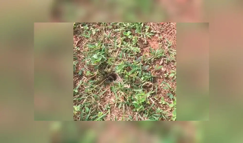 Chico se topa con misterioso agujero, mete un palo y aterradora criatura emerge para atacarlo [VIDEO]