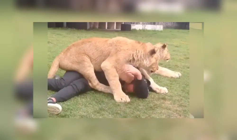 En Facebook se compartió un video que muestra la reacción que tuvo un león al toparse con un hombre. En Facebook se compartió un video que muestra la reacción que tuvo un león al toparse con un hombre.