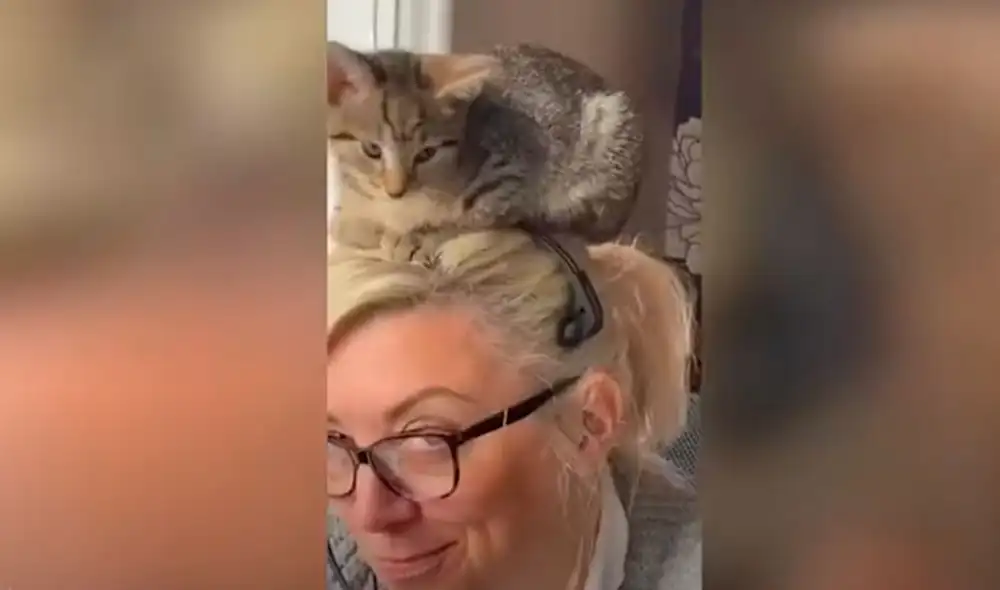 Desliza las imágenes para conocer la inesperada acción de un gato cuando intentó acompañar a su dueña. Foto: YouTube