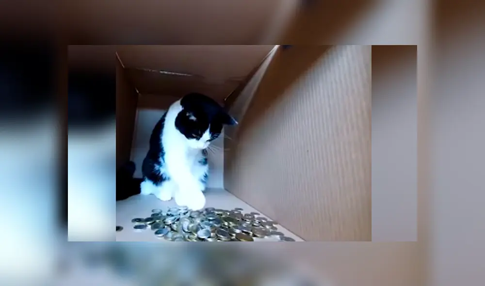 Desliza las imágenes hacia la izquierda para apreciar el entretenido momento entre un joven junto a su gato. Foto: Captura.