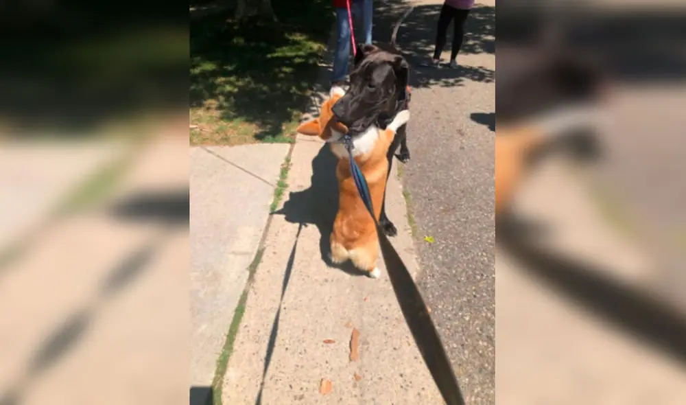 Desliza las imágenes para apreciar la emotiva acción de un perro corgi cuando se encuentra con otros animales. Foto: Instagram Desliza las imágenes para apreciar la emotiva acción de un perro corgi cuando se encuentra con otros animales. Foto: Instagram