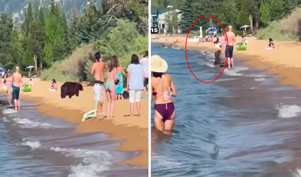 Los cuatros osos sorprendieron a los turistas de una playa en California. Foto: captura de YouTube/ KCRA News