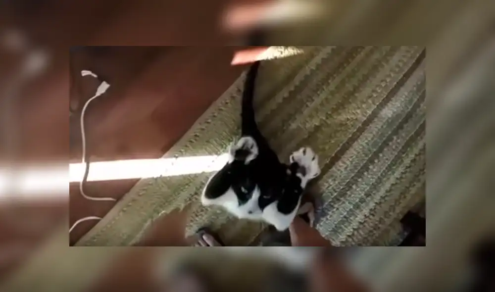 Dueños de la gata grabaron la curiosa conducta que adopta la felina para manifestar que quiere un abrazo Dueños de la gata grabaron la curiosa conducta que adopta la felina para manifestar que quiere un abrazo