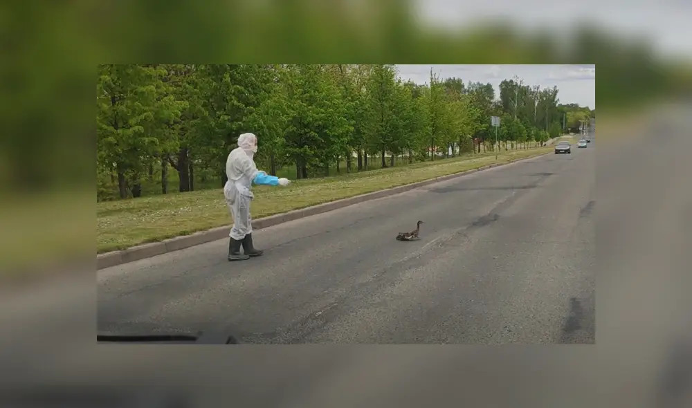 En YouTube se hizo viral el tierno momento en que un trabajador médico ayuda a cruzar la pista a unos patos.