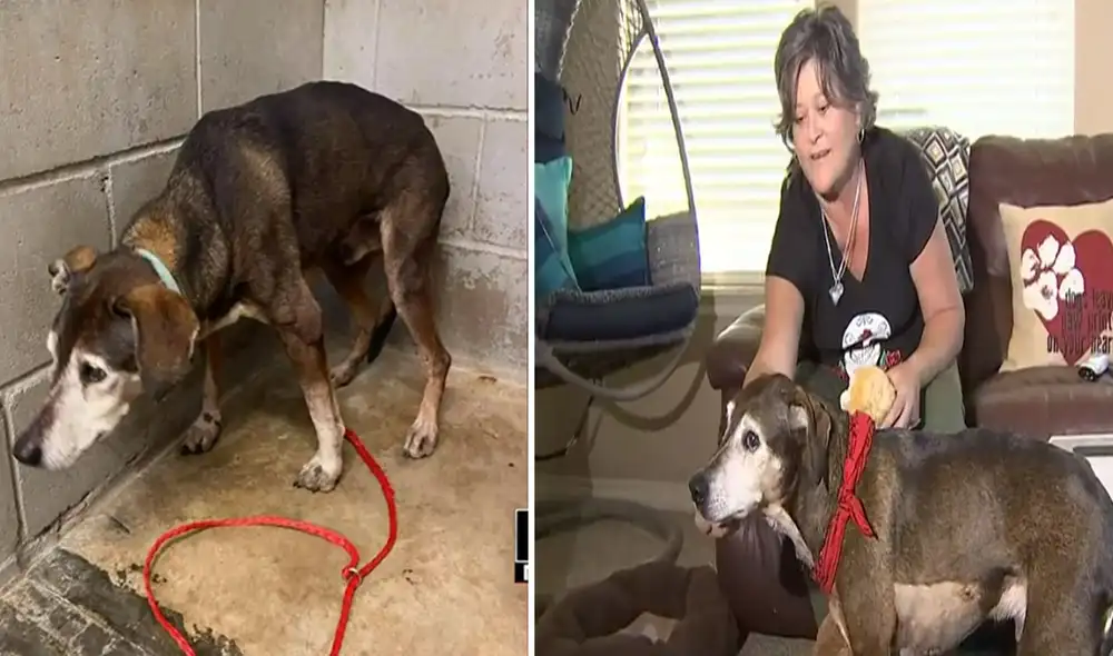 Desliza para ver más imágenes de este emotivo reencuentro entre un perro y su dueña, después de tres años. Foto: captura de Fox 23