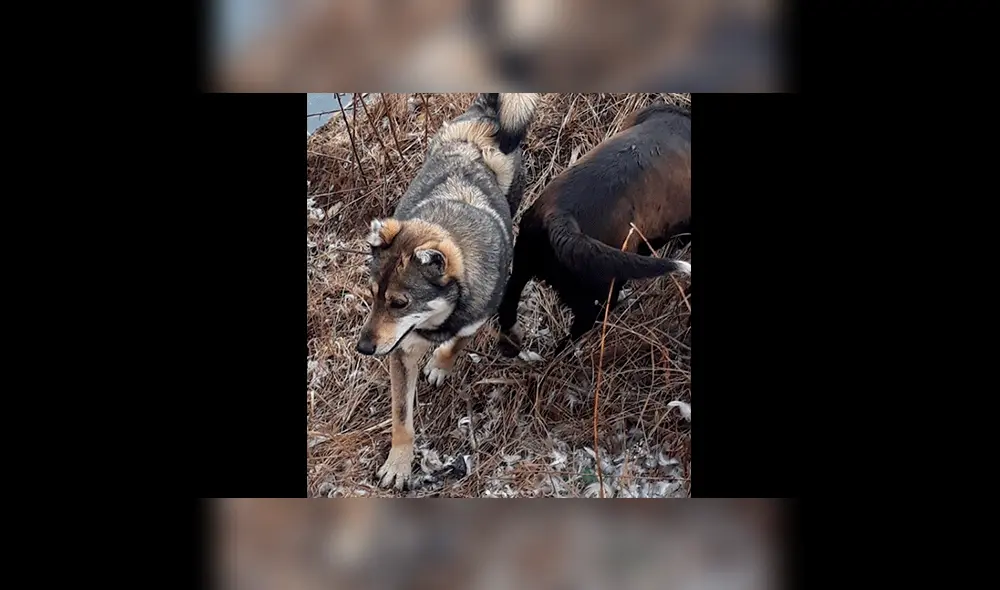 Instagram: entierran a perro creyendo que murió y "resucita" al poco tiempo [FOTOS]