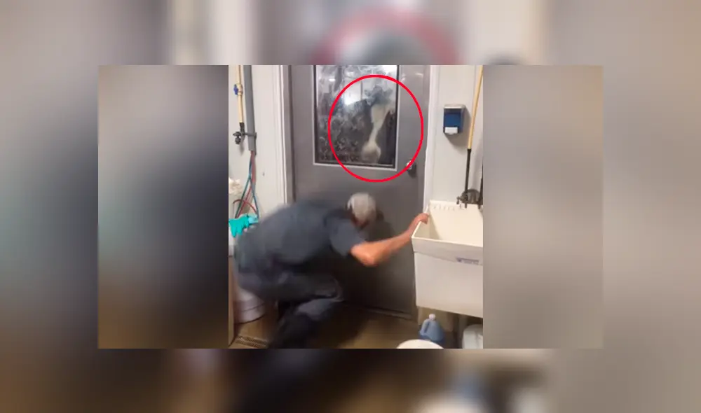 Facebook: La curiosa reacción de una vaca que ve a hombre escondido detrás de una puerta [VIDEO]