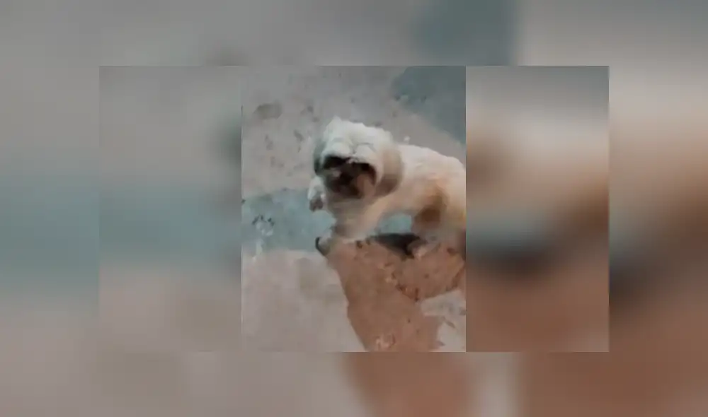 Desliza las imágenes para observar la actuación de un divertido perro para conseguir la atención de su amo.