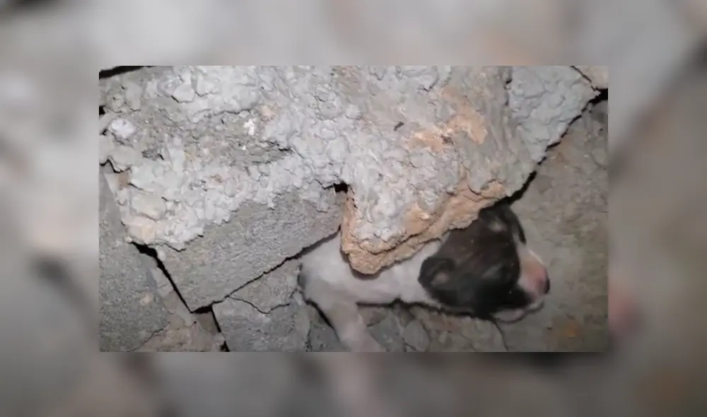 Desliza hacia la izquierda para ver el conmovedor rescate que se volvió viral en Facebook.