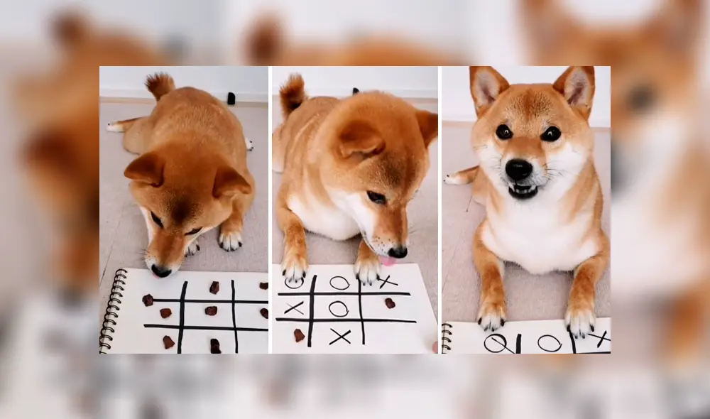 Desliza las imágenes para apreciar la destreza de un perro tras enfrentar a su dueña en una partida de ‘michi’.