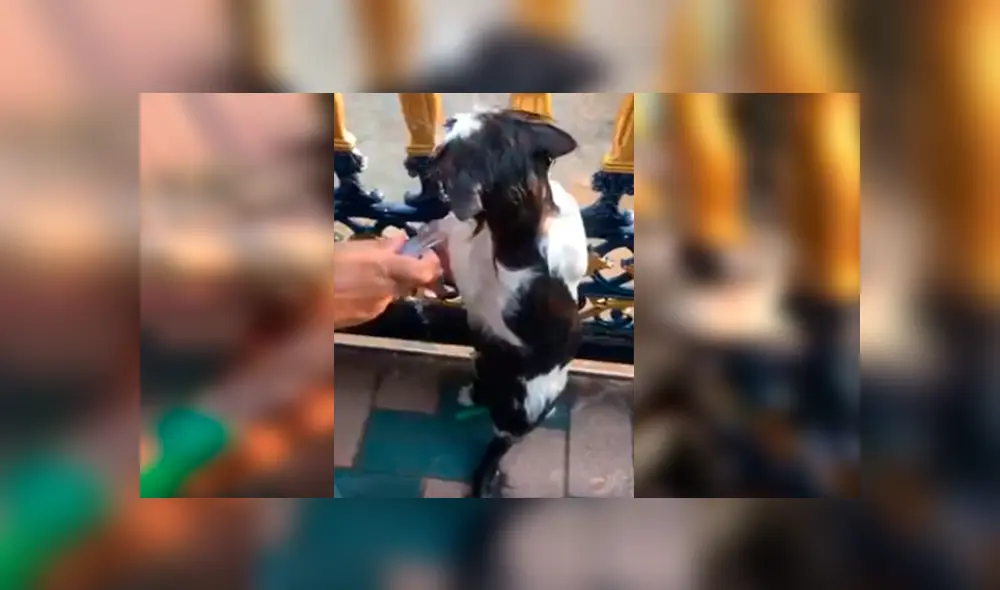 En Facebook, un gato tuvo una inesperada reacción cuando su dueña decidió bañarlo al verlo sucio.