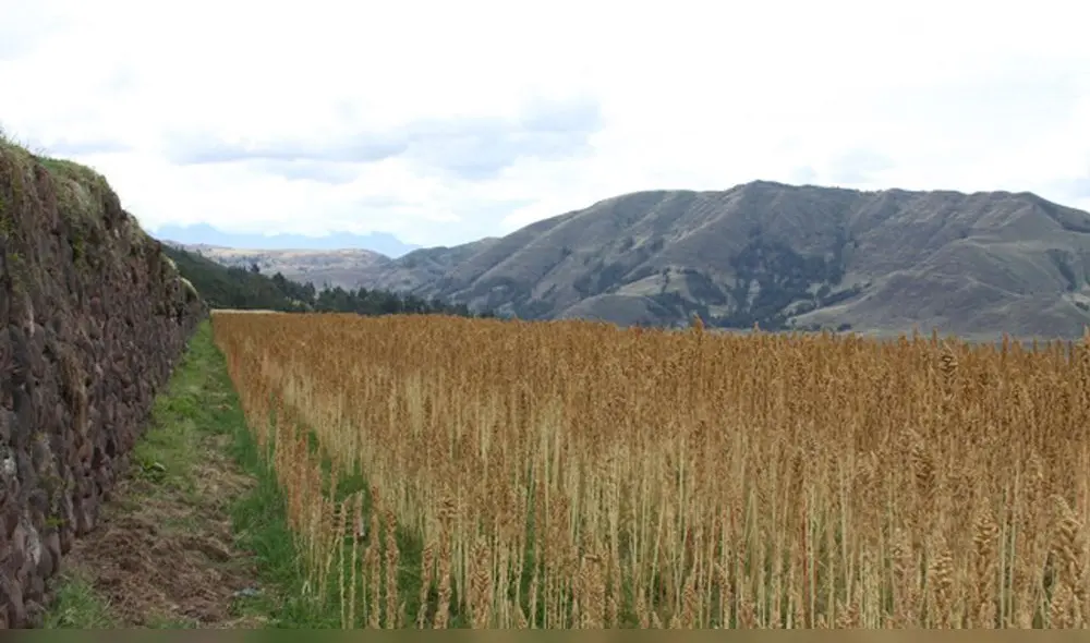 Quinua peruano continúa abriéndose paso en el mercado internacional.