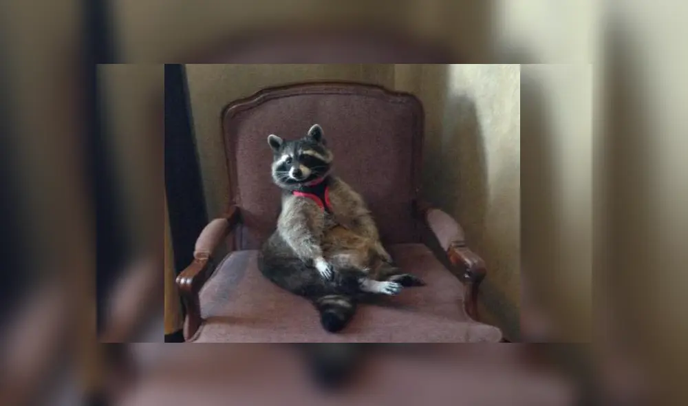 Falleció Oreo, el mapache que sirvió de modelo para crear a Rocket Racoon