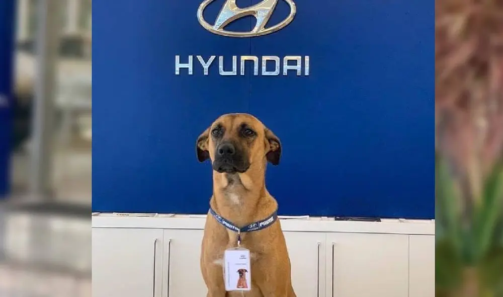 La publicación del perro se hizo viral en muchos países de Sudamérica. Foto: Captura/Facebook/VOM Noticias La publicación del perro se hizo viral en muchos países de Sudamérica. Foto: Captura/Facebook/VOM Noticias